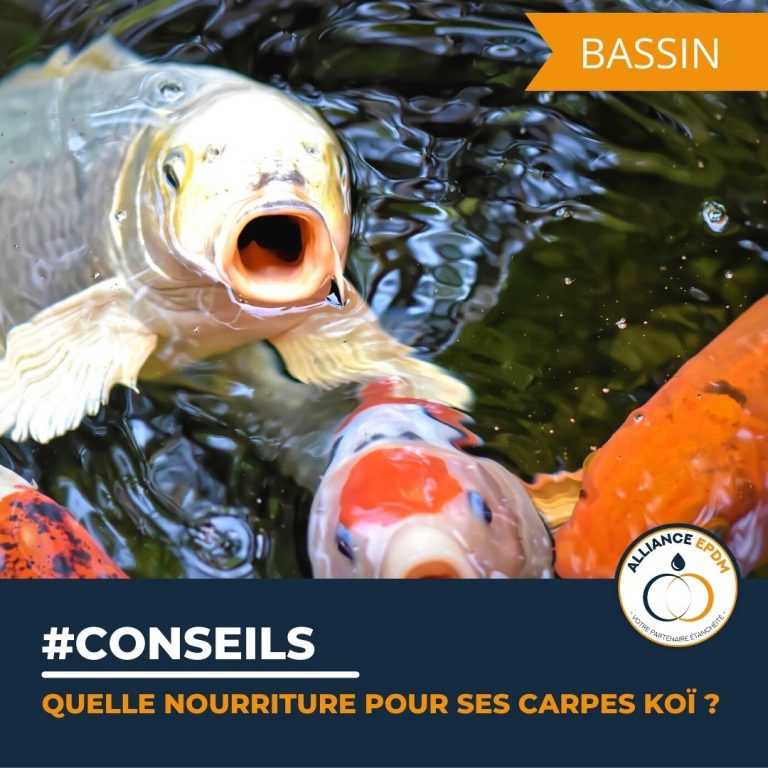 Quelle nourriture pour ses carpes Koï ? Conseils pour bien choisir l'alimentation de ses carpes Koï. par Alliance EPDM